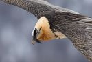 Bearded Vulture, Switzerland 28th of February 2020 Photo: Felix Timmermann