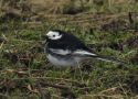 White Wagtail, Denmark 8th of March 2020 Photo: Anders Jensen