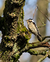 Lesser Spotted Woodpecker, Female, Denmark 11th of March 2020 Photo: Allan Kjær Villesen
