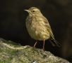 Eurasian Rock Pipit, Denmark 9th of March 2020 Photo: Anders Jensen