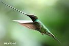 Sword-billed Hummingbird, Ecuador 25. november 2019 Foto: Rainer Christian Ertel