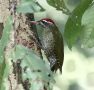 Skælstrubet Grønspætte (Picus xanthopygaeus) Streak-throated Woodpecker, Nepal 6th of December 2019 Photo: Paul Patrick Cullen