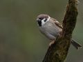 Eurasian Tree Sparrow, Denmark 30th of January 2020 Photo: Per Boye Svensson