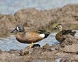 Blue-winged Teal, male (and female), USA 18th of April 2019 Photo: Eva Foss Henriksen