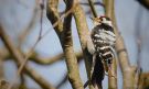Lesser Spotted Woodpecker, Denmark 19th of March 2020 Photo: Morten Scheller Jensen