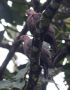 Short-billed Pigeon (Patagioenas nigrirostris), Panama 1. januar 2020 Foto: Klaus Malling Olsen