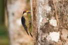 Black-cheeked-Woodpecker - male, Costa Rica 30. januar 2020 Foto: Carl Bohn
