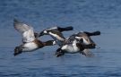 Greater Scaup, Denmark 26th of March 2020 Photo: Erik Biering