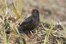 Common Blackbird, Flot farvevariation på næb og øjering., Denmark 27th of March 2020 Photo: Lars Gabrielsen