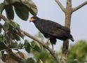 Common Black Hawk (Buteogallus anthracinus), Panama 24. december 2019 Foto: Klaus Malling Olsen