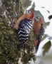 Brunbuget Flagspætte (Dendrocopos hyperythrus) Rufous-bellied Woodpecker ssp. marshalli, Indien 12. november 2019 Foto: Paul Patrick Cullen