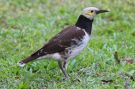 Black-collared Starling (Sturnus nigricollis), Thailand 28. juli 2017 Foto: Thomas Garm Pedersen