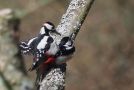 Great Spotted Woodpecker, Denmark 16th of April 2020 Photo: Torkild Kristensen