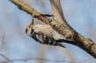 Lesser Spotted Woodpecker, Denmark 23rd of March 2020 Photo: Keith Fox