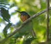 Rufous-tailed Jacamar, Costa Rica 10th of February 2020 Photo: Erik Biering