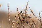 Common Reed Bunting, Denmark 30th of March 2020 Photo: Carl Bohn
