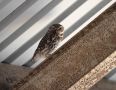 Little Owl, Male, Denmark 16th of April 2020 Photo: Klaus Dichmann
