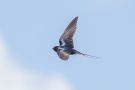 Barn Swallow, Denmark 19th of May 2020 Photo: Carl Bohn