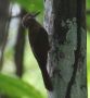 Plain-brown Woodcreeper (Dendrocincla fuliginosa), Panama 2nd of January 2020 Photo: Klaus Malling Olsen