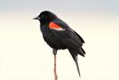 Red-winged Blackbird, Red-winged Blackbird; Agelaius Phoenicerus ssp. phoenicerus, USA 4th of July 2015 Photo: Jakob Ugelvig Christiansen