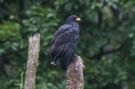 Common Black Hawk, Costa Rica 29th of January 2020 Photo: Carl Bohn