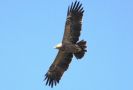 Lesser Spotted Eagle, Denmark 23rd of May 2020 Photo: Joakim Matthiesen