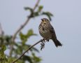 Corn Bunting, Denmark 26th of May 2020 Photo: Klaus Dichmann