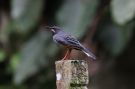 Western Red-legged Thrush, Cuba 14th of March 2020 Photo: Erling Krabbe
