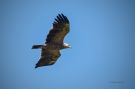 Lesser Spotted Eagle, Denmark 16th of June 2020 Photo: Henrik Pedersen