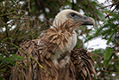 Griffon Vulture, I overnatningstræ lige ved vejen, Denmark 28th of June 2020 Photo: Allan Kjær Villesen