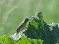 Blyth's Reed Warbler, Denmark 24th of June 2020 Photo: Per Schans Christensen