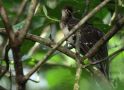 Pheasant Cuckoo (Dromococcyx phasianellus), Panama 2. januar 2020 Foto: Klaus Malling Olsen