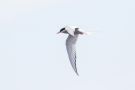Arctic Tern, Denmark 28th of May 2020 Photo: Carl Bohn