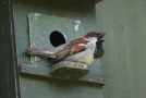 House Sparrow, Denmark 19th of June 2020 Photo: Erik Biering