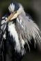 Grey Heron, Denmark 9th of April 2020 Photo: Keld Jakobsen