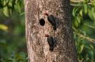 Black-cheeked-Woodpecker - male & female, Costa Rica 30. januar 2020 Foto: Carl Bohn
