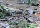 Louisiana Waterthrush, Louisiana Waterthrush, Cuba 15th of March 2020 Photo: Erling Krabbe