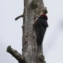 Black Woodpecker, Denmark 24th of May 2020 Photo: Per Boye Svensson