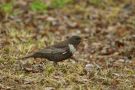 Ring Ouzel, Sweden 24th of May 2020 Photo: Claus Halkjær