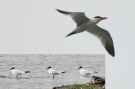 Caspian Tern, Tre fugle, to med ringe, Denmark 2nd of August 2020 Photo: Thomas Garm Pedersen