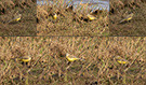 Western Yellow Wagtail, Gulhovedet Vipstjert ssp. flavissima, Denmark 17th of May 2020 Photo: Allan Kjær Villesen