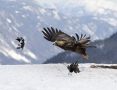 Golden Eagle, Så er det bare med at komme væk, når ørnen letter, Norway 10th of March 2018 Photo: Klaus Dichmann