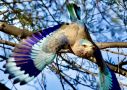 Blåkronet Ellekrage, Blåkronet Ellekrage - (Coracias benghalensis) - Indian Roller, Indien 15. februar 2020 Foto: Paul Patrick Cullen