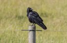 Carrion Crow, Denmark 2nd of July 2020 Photo: Carl Bohn