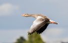 Greylag Goose, Denmark 5th of September 2020 Photo: Carl Bohn