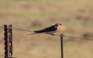 Lesser-stribed Swallow, Sydafrika 30. oktober 2018 Foto: Carl Bohn