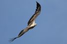 White-Bellied Sea-eagle, Sri Lanka 2nd of March 2019 Photo: Keld Jakobsen