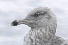 American Herring Gull, 2cy, Azores 11th of February 2019 Photo: Bjørn Frikke