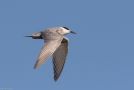Whiskered Tern, Denmark 7th of October 2020 Photo: Keith Fox