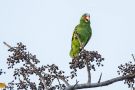 White-fronted-Parrot, Costa Rica 23. februar 2020 Foto: Carl Bohn